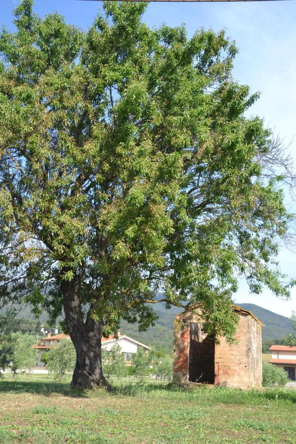 קסטליונה דלה פסקאיה Agriturismo Il Vecchio Mandorlo מראה חיצוני תמונה
